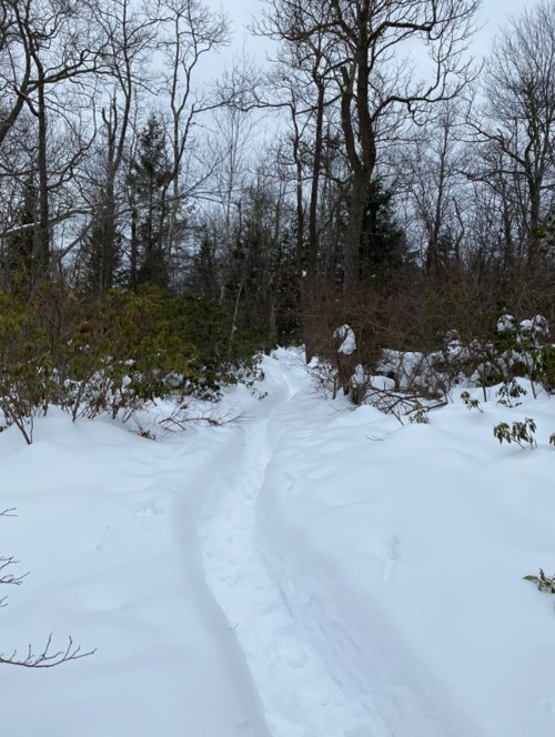 A snowy path winding through a forest, surrounded by trees and shrubs, under a cloudy sky.