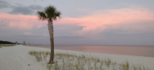 A serene beach scene at dusk, featuring a palm tree and soft pink clouds over calm waters.