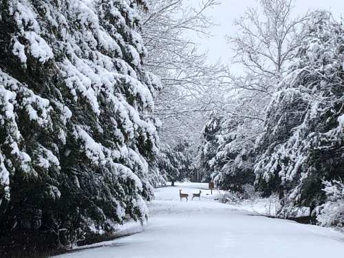 Two deer stand on a snow-covered path surrounded by trees blanketed in snow.