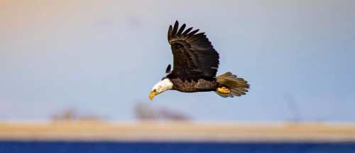 A bald eagle soaring gracefully against a blurred blue and beige background.