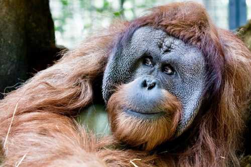 A close-up of an orangutan resting, showcasing its distinctive reddish-brown fur and expressive face.