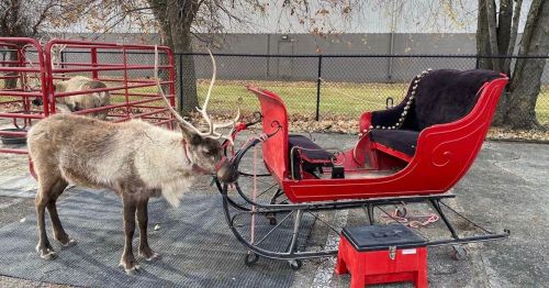 A reindeer stands next to a red sleigh on a paved area, with trees and a fence in the background.