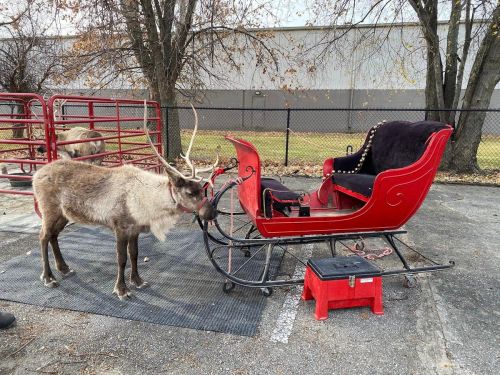 A reindeer stands next to a red sleigh on a paved area, with trees and a fence in the background.