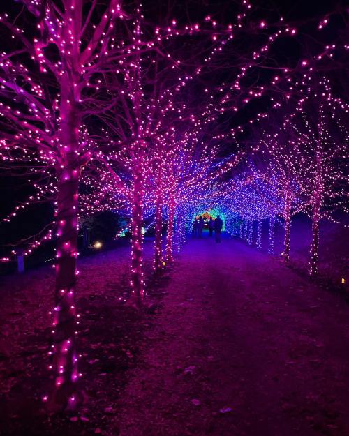 A pathway lined with vibrant pink and blue lights illuminating trees at night, creating a magical atmosphere.