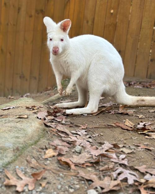 A white kangaroo stands on a rocky surface surrounded by fallen leaves, with a wooden fence in the background.