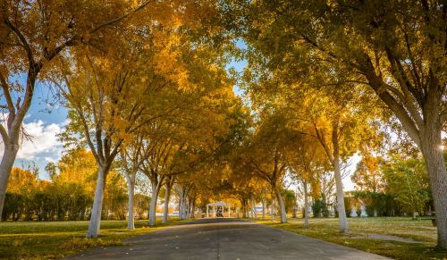 A tree-lined path with vibrant autumn foliage leading to a gazebo in a serene park setting.