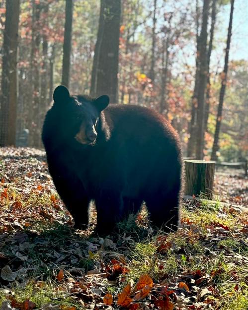 A black bear stands in a forest, surrounded by autumn leaves and trees, with sunlight filtering through the branches.