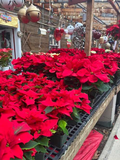 Vibrant red poinsettias in pots arranged on a display table at a garden center.