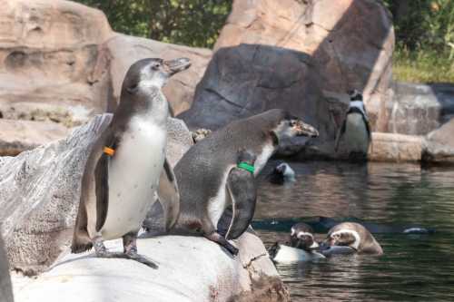 Two penguins stand on a rock by the water, with several others swimming in the background.