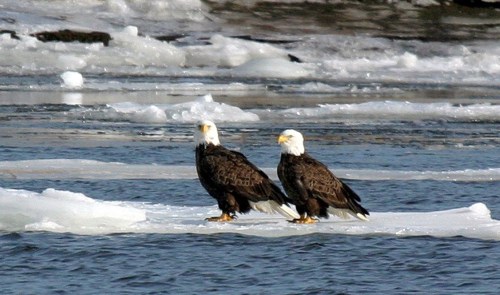 Two bald eagles stand on a floating ice patch in a body of water, surrounded by ice and snow.