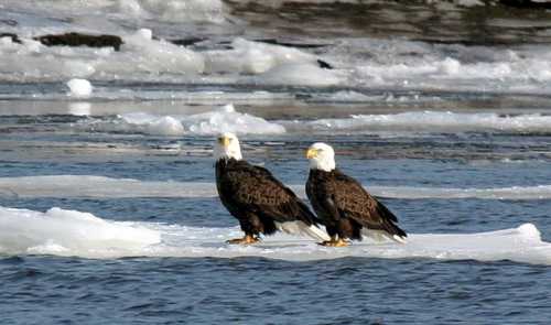 Two bald eagles stand on a floating ice patch in a body of water, surrounded by ice and snow.