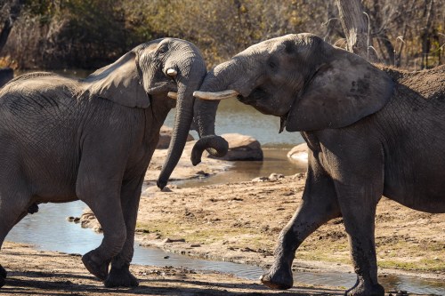 Two elephants playfully interacting near a water source in a natural setting.