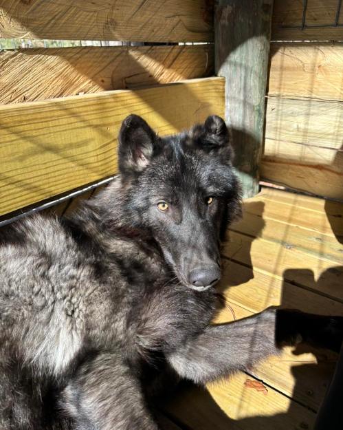 A black wolf resting on wooden flooring, with sunlight casting shadows on its fur.