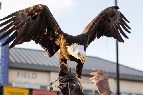 A bald eagle with outstretched wings perched on a handler's glove, showcasing its impressive wingspan.