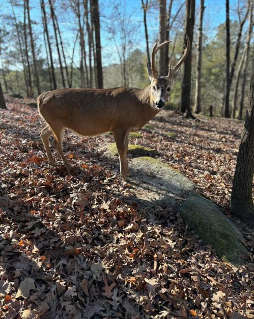 A deer with antlers stands on a forest floor covered in leaves, surrounded by trees and sunlight.