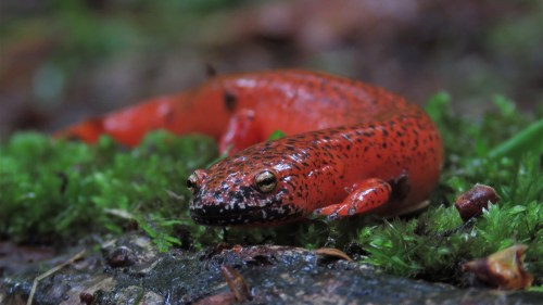 A vibrant orange salamander with black spots resting on green moss in a forest setting.