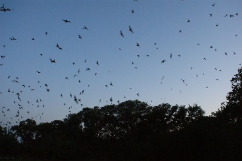 A flock of bats flying against a twilight sky, silhouetted by trees in the background.