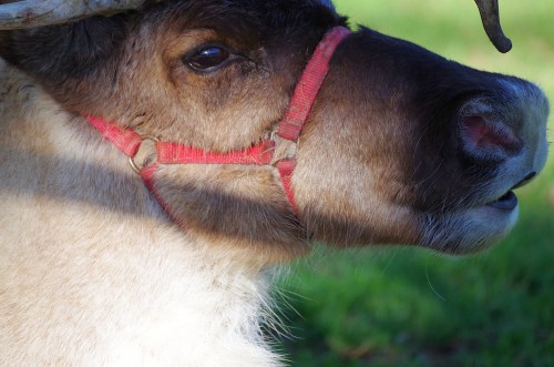Close-up of a reindeer’s head, featuring a red harness and a blurred green background.