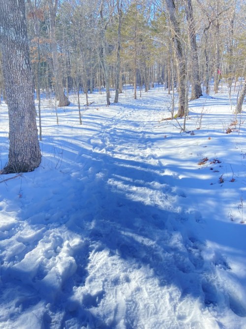 A snowy path winding through a forest with trees on either side, sunlight filtering through the branches.