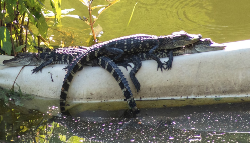 Three alligators basking on a white surface near the water, surrounded by greenery.