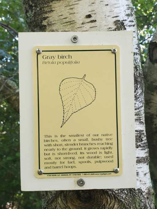 Sign on a tree describing the gray birch, its characteristics, and uses, with an illustration of a leaf.