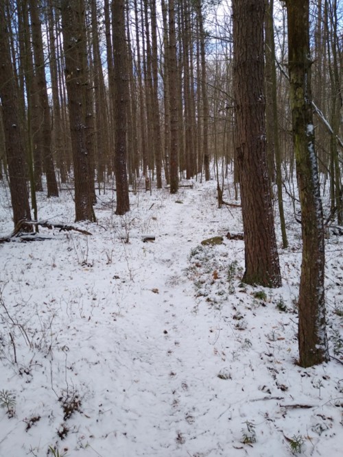 A snowy path winding through a forest of tall trees, with a light dusting of snow on the ground.