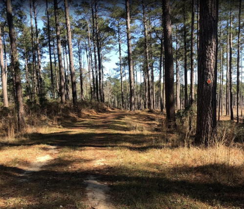 A dirt path winds through a forest of tall pine trees, with dry grass and underbrush on either side.