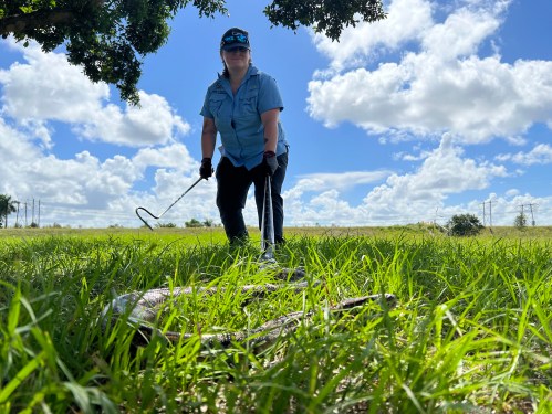 A person in a blue shirt and cap stands in a grassy field, holding a tool, with a blue sky and clouds in the background.