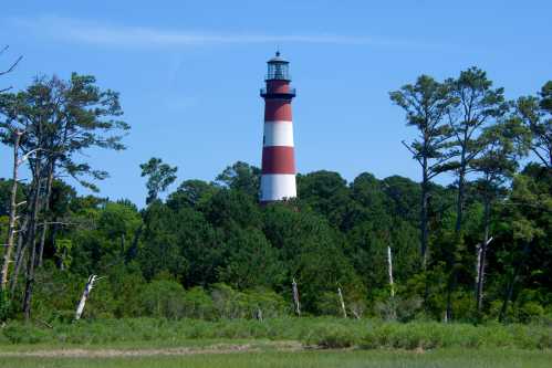 A red and white striped lighthouse stands tall among green trees under a clear blue sky.