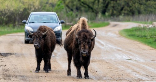 Two bison stand on a dirt road while a car approaches in the background. Lush greenery surrounds the scene.