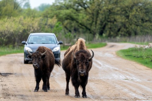 Two bison stand on a dirt road, with a car approaching in the background and greenery surrounding the scene.