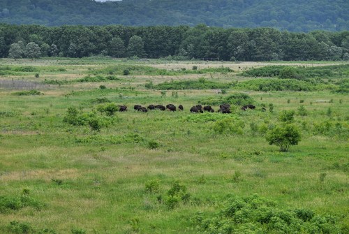A herd of bison grazes in a lush green field surrounded by trees and hills.