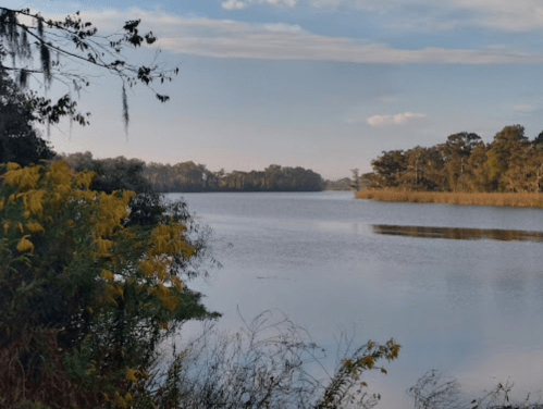 A serene river scene with trees and yellow flowers along the bank, reflecting the sky and surrounding nature.
