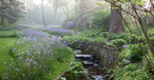 A serene garden scene with a winding stream, lush greenery, and blooming purple flowers under soft morning light.