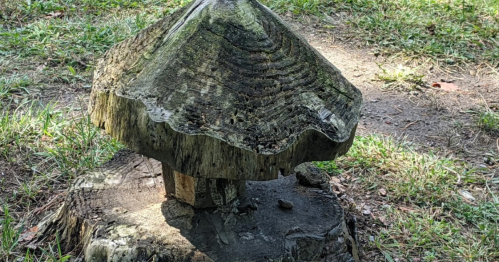 A wooden stump carved to resemble a large mushroom, surrounded by grass and dirt.