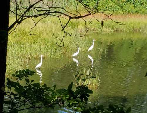 Three white herons wade in a calm, reflective pond surrounded by lush greenery.