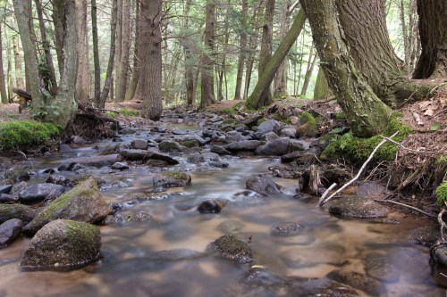 A serene forest scene featuring a gently flowing stream surrounded by moss-covered rocks and tall trees.