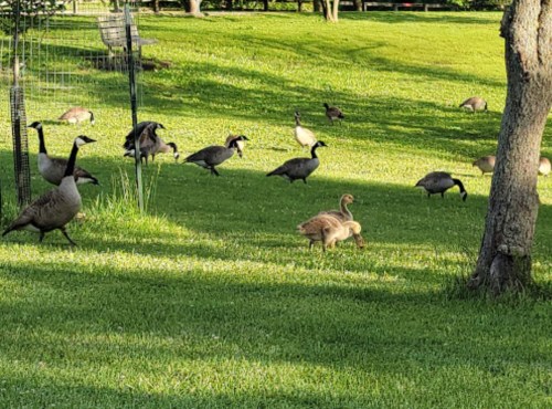 A flock of geese grazing on green grass, with a gosling among them.