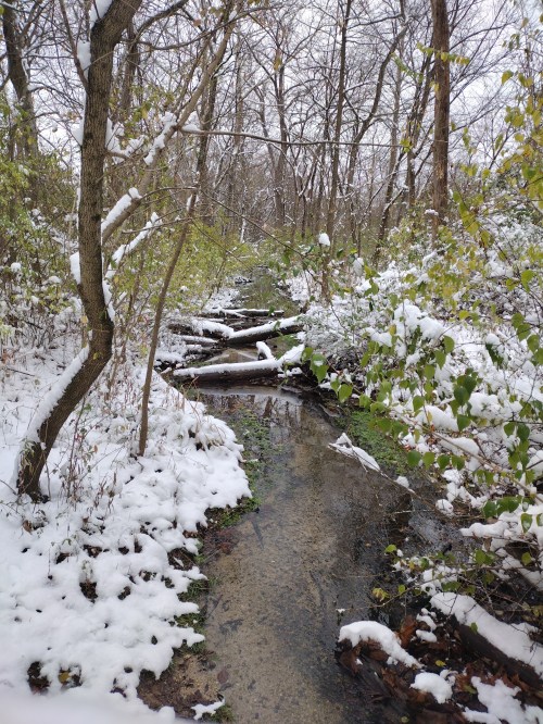 A snowy forest scene with a small creek flowing through, surrounded by trees and green foliage.