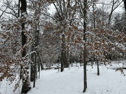 A snowy forest scene with trees covered in snow and some brown leaves remaining on the branches.