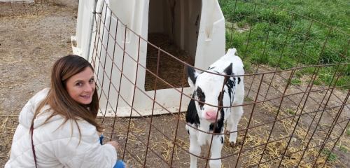 A woman kneels by a calf in a fenced area near a small shelter on a farm.