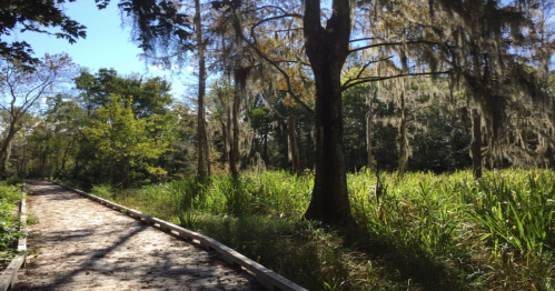 A wooden path winds through lush greenery and trees draped in Spanish moss under a clear blue sky.