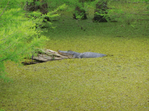 An alligator partially submerged in green, murky water surrounded by lush vegetation.