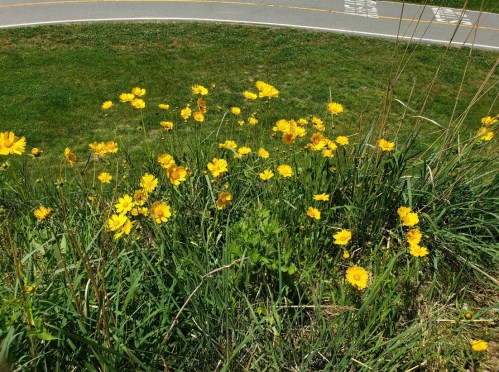A cluster of bright yellow wildflowers growing in lush green grass near a winding road.