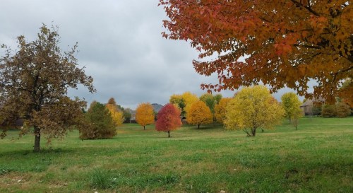 A scenic view of a grassy field with trees displaying vibrant autumn colors under a cloudy sky.