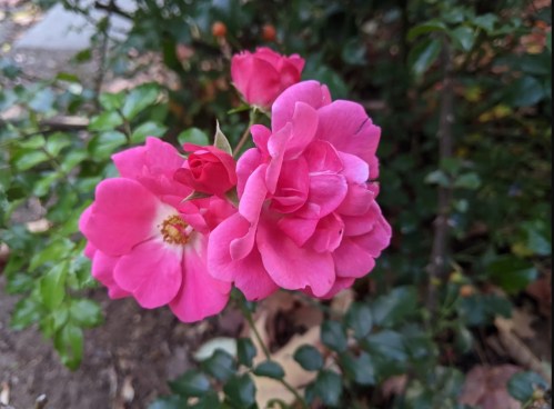A cluster of vibrant pink roses blooming amidst green foliage.