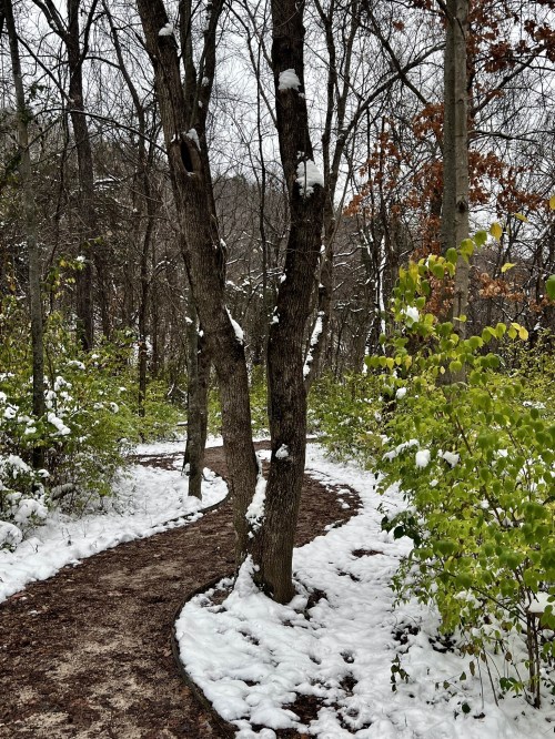 A winding path through a snowy forest, flanked by bare trees and green shrubs.