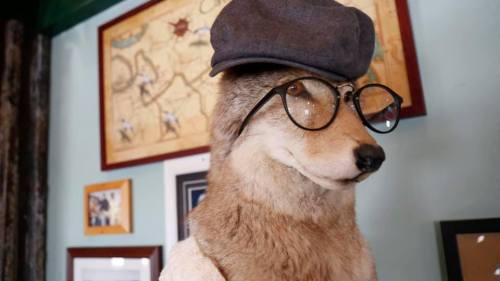 A taxidermy coyote wearing a gray cap and large glasses, posed in front of a decorative wall with maps and photos.