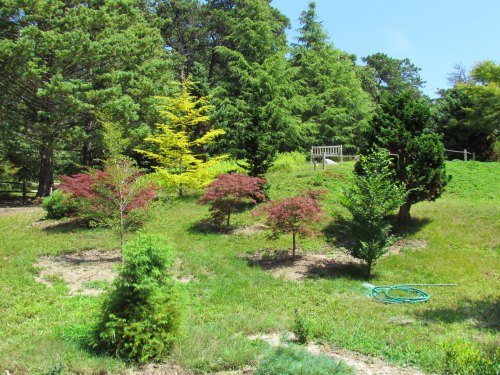 A lush garden with various trees, including green and red foliage, and a wooden bench in the background.