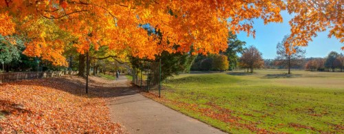 A scenic park path lined with vibrant orange and yellow autumn leaves, leading to a grassy area under a clear blue sky.